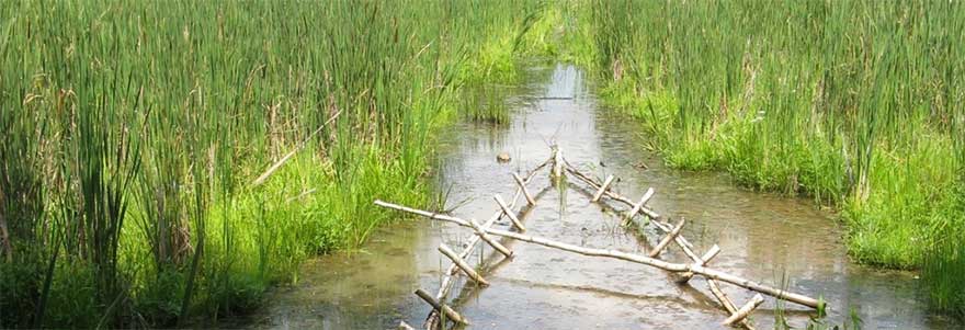 sustainability marsh